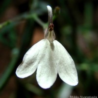Rhinacanthus polonnaruwensis L.H.Cramer